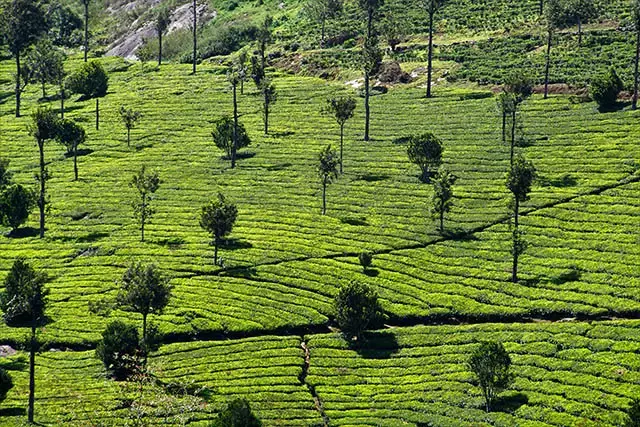 Munnar