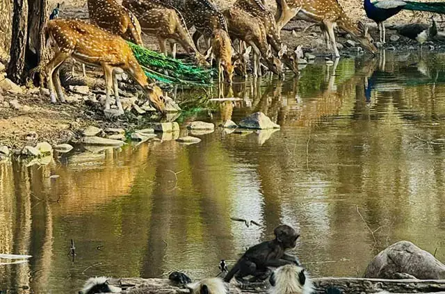 Bandhavgarh National Park, Madhya Pradesh