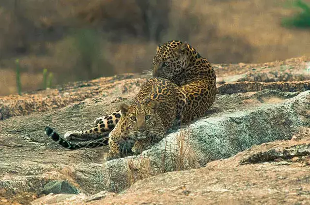 Kanha National Park, Madhya Pradesh