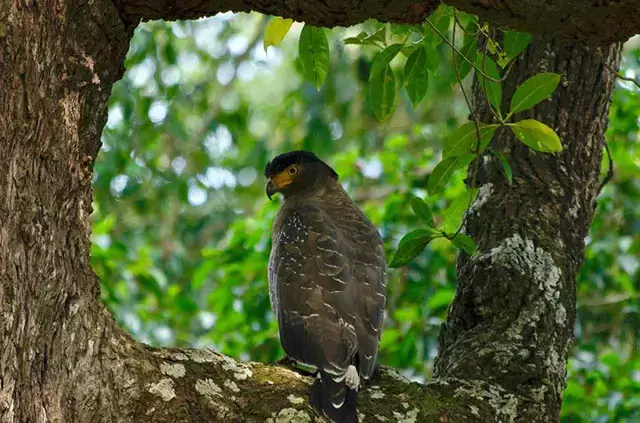 Nagarhole National Park, Karnataka
