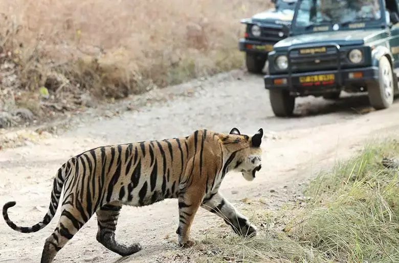 Ranthambore Fort & National Park