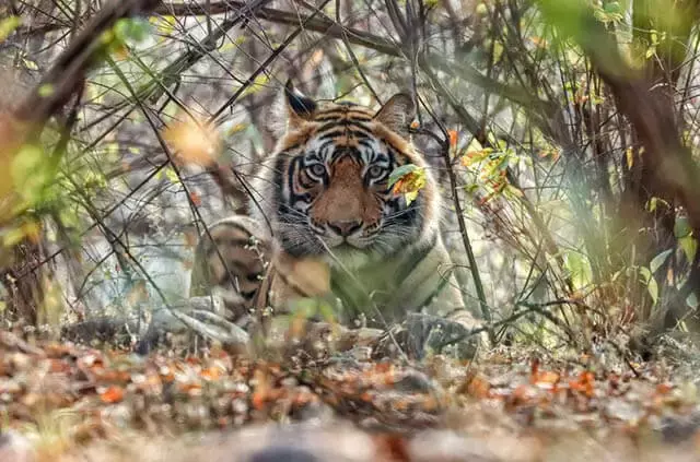 Bandhavgarh National Park