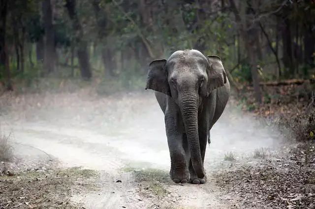 Kaziranga National Park, Assam
