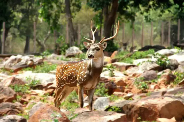 Dhudwa National Park, Uttar Pradesh