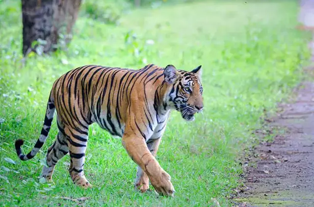 Kabini (Nagarhole National Park)