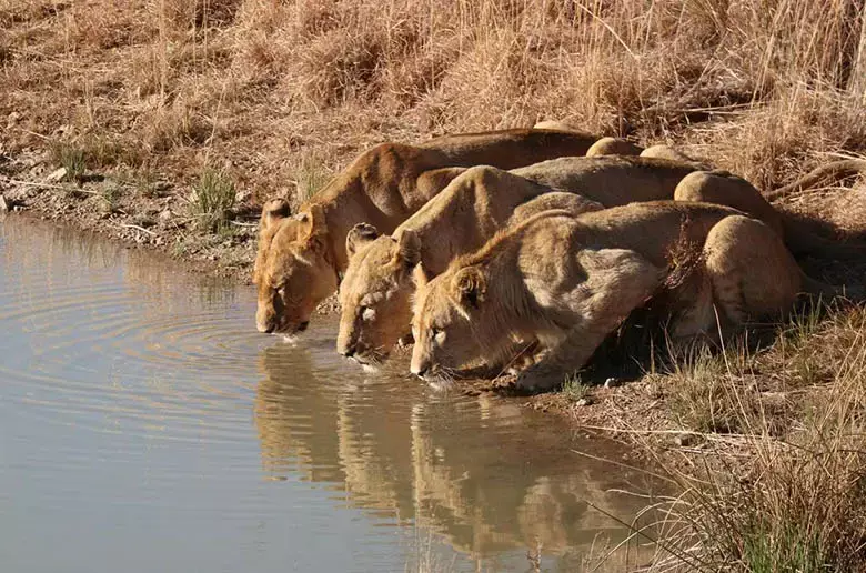 Gir National Park, Gujarat
