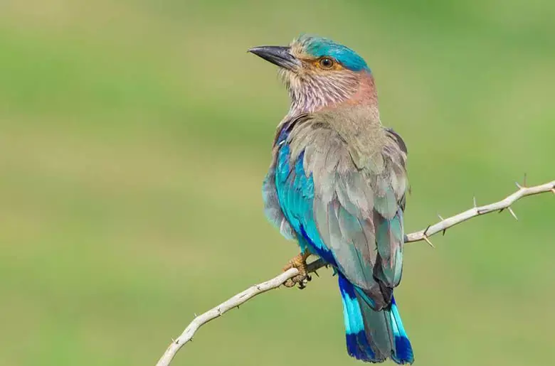 Thattekkad Bird Sanctuary