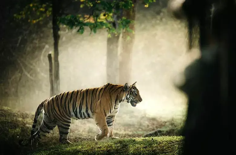 Jungle Book Trails: A Tiger Safari Through Central India