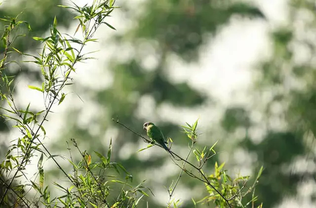 Tadoba-Andhari Tiger Reserve, Maharastha