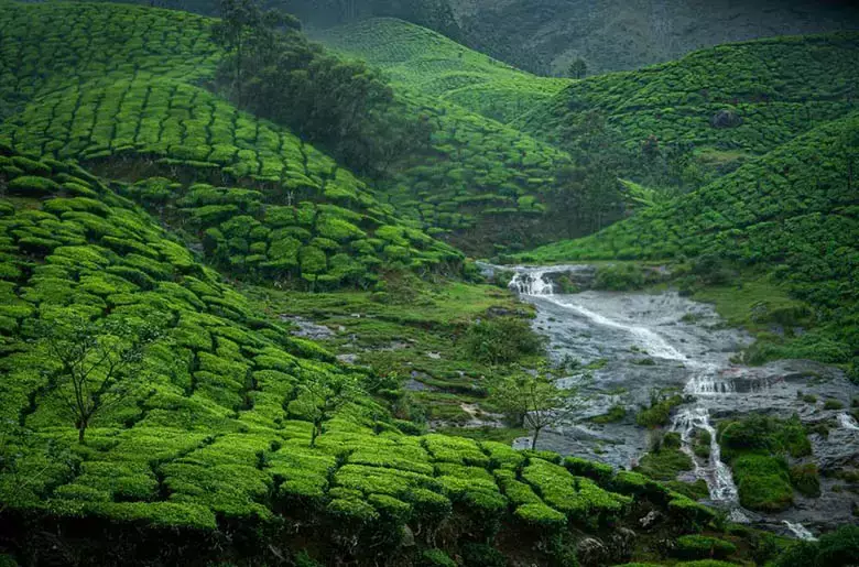 Tea Plantations of Munnar