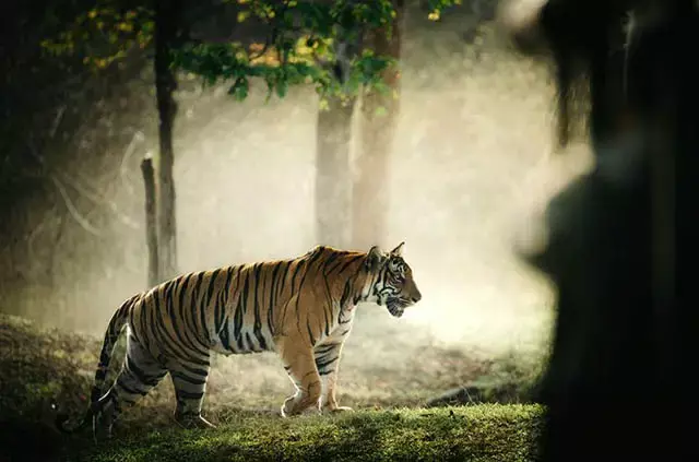 Ranthambore National Park, Rajasthan